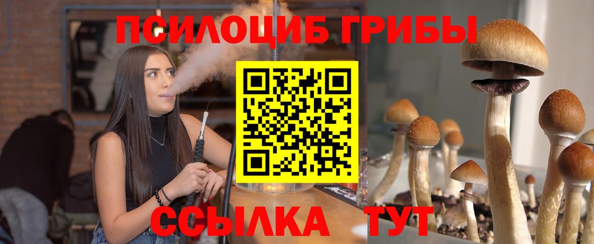Гатчина  Псилоцибиновые грибы Cubensis  Вход с VPN 